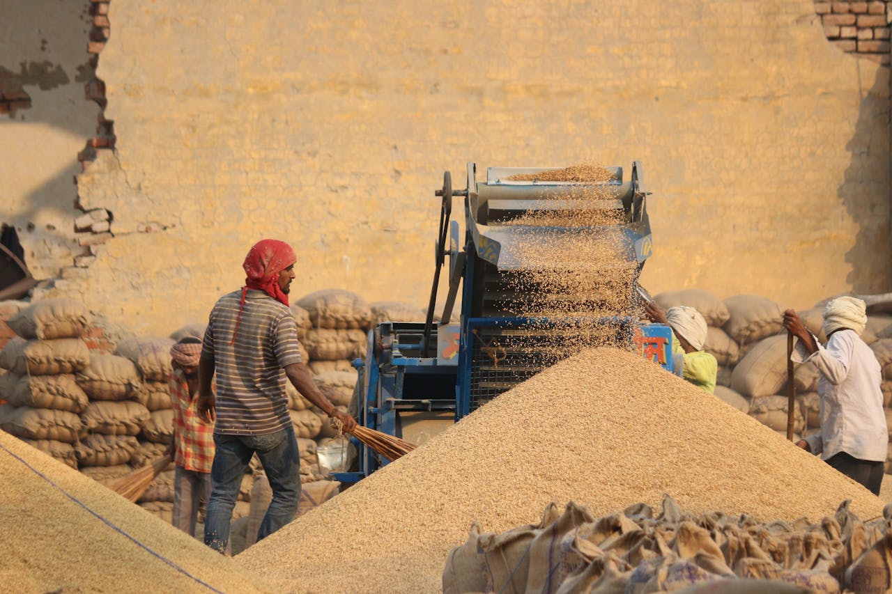 Workers operating a grain machine in a rural setting, creating large piles of grains.