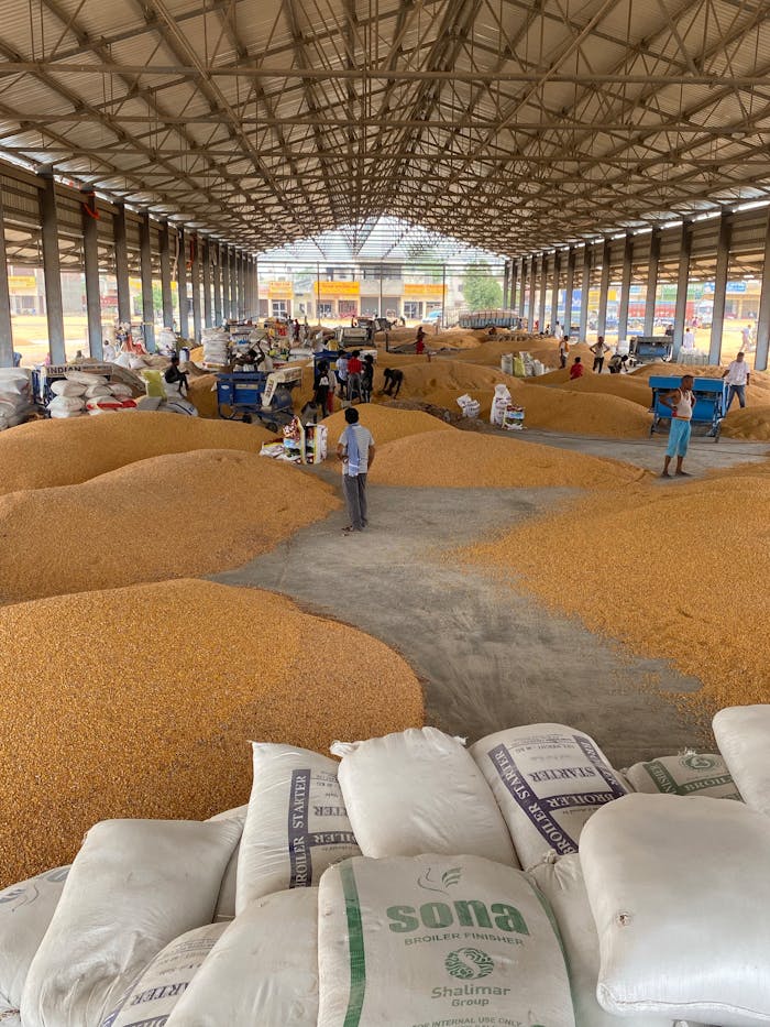 Large warehouse filled with corn grain, workers sorting and packaging.